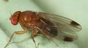 Groźna Drosophila suzukii - mocno dokuczyła plantatorom w tym roku?