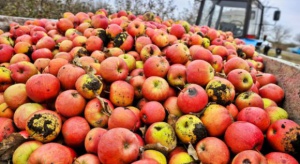 Na Mazowszu ceny jabłek przemysłowych osiągnęły 35 gr/kg 