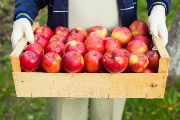 fot. shutterstock Amber Foods: W ciągu 2 miesięcy zamierzamy sprzedać kilkaset ton jabłek do Chin