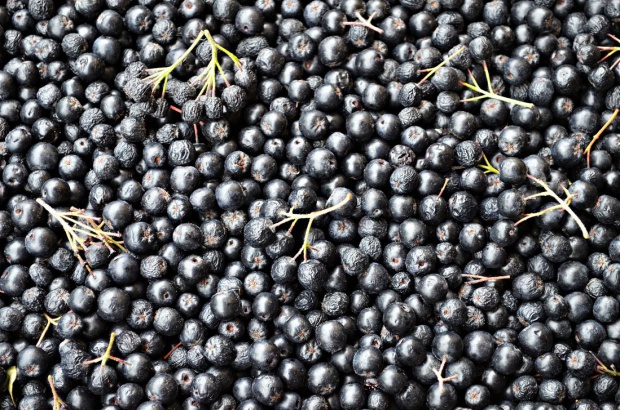 Polska jest największym na świecie producentem aronii. Jednak w kraju owoc ten jest wciąż mało popularny / fot. pixabay.com Plantatorzy aronii: Potrzebne są umowy, które dadzą gwarancję ceny i zbytu