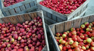 Dobre zbiory jabłek w Turcji