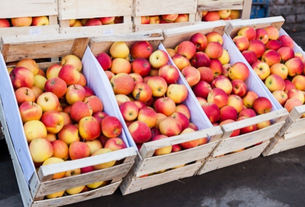 Produkcja jabłek we Francji jest mniejsza niż w 2015 r. / fot. shutterstock Spadła produkcja jabłek we Francji
