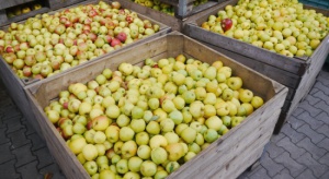 Mazowsze: Jabłka przemysłowe skupowane są za 38 gr/kg  
