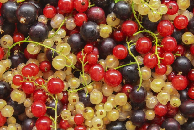 fot. shutterstock.com Owocowa bieda - jesteśmy potentatem w ich produkcji, ale zysków brak