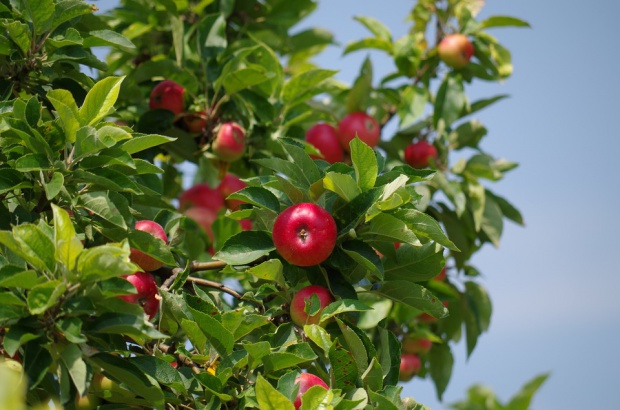 fot. pixabay.com UE: Produkcja jabłek do 2026 r. wzrośnie z 12,3 mln do 13,5 mln t