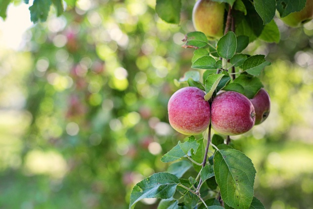 fot. pixabay.com Produkcja jabłek w Rosji w sezonie 2016/2017 wyniesie ok. 1,33 mln ton