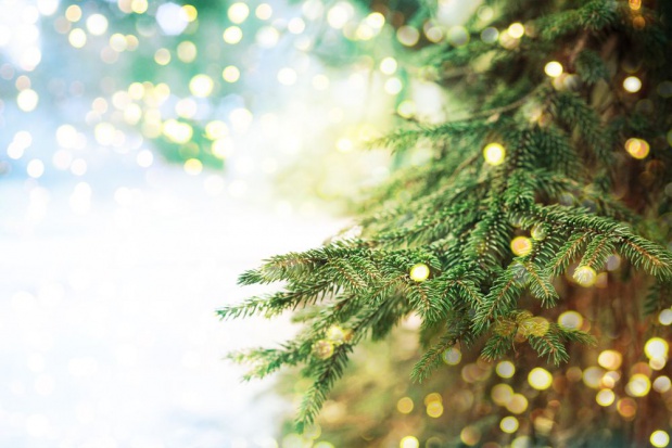 fot. shutterstock.com Naturalna choinka lepsza dla środowiska niż sztuczna