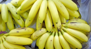 Łódzkie: Blisko 400 kg narkotyków w kartonie z bananami w jednej z sieci handlowych