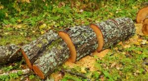 W Nadleśnictwie Białowieża wycięto blisko 7,5 tys. drzew w 2016 r.