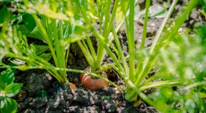 Naukowcy szukają lepszej genetycznie marchwi – tolerującej zasolenie i suszę