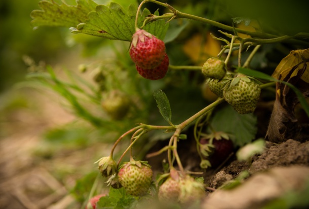 fot. shutterstock.com Potencjalne zagrożenia na plantacjach truskawki w nowym sezonie