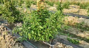 Zyskowne jagody goji - jak prowadzić rośliny na plantacji towarowej?