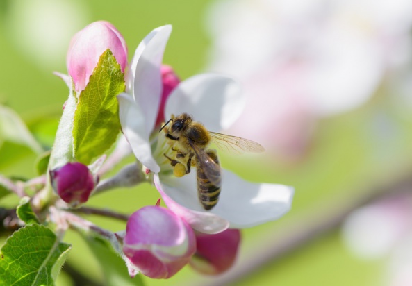 Zatrucia pszczół pestycydami - substancje najbardziej toksyczne