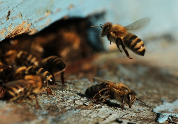 Jak przezimowały pszczoły?