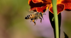 W Polsce jest wciąż byt mało pszczół aby zapylić wszystkie rośliny 