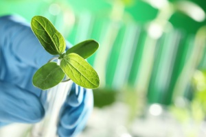 Sprawne tasowanie genów szansą na uzyskanie nowych odmian roślin