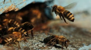 Podkarpackie: Zimą wyginęło blisko 30 proc. pszczół