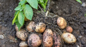 Chiny zamierzają zwiększać produkcję ziemniaków
