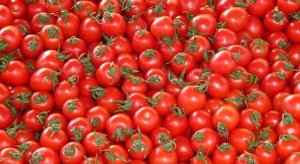 Hiszpania eksportuje coraz mniej pomidorów
