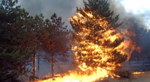 Strażacy: 17 tys. pożarów traw od początku roku - 1 ofiara śmiertelna, 35 rannych