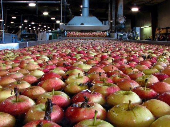 KRIR wnioskuje o zmianę rozporządzenia dot. pomocy dla producentów owoców 