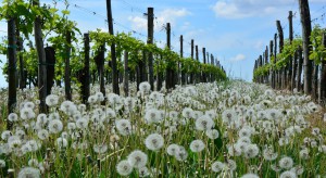 Mrozy w Bordeaux - właściciele winnic stracili połowę zbiorów