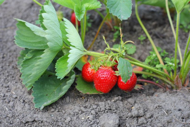 fot. shutterstock Przymrozki: Zbiory będą mniejsze a owoce drogie. Plantatorzy liczą straty