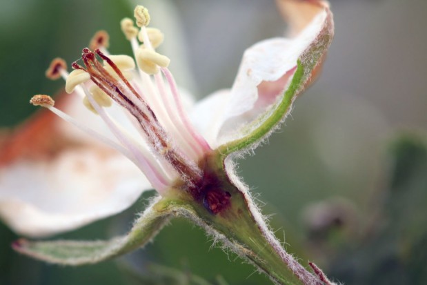fot. Agrii Polska Raport sadowniczy firmy Agrii – połowa maja