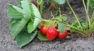 Gmina Puławy: Plantatorzy truskawek liczą straty po majowych przymrozkach