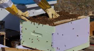 USA: Pszczelarze okradani z pasiek. Straty sięgają 1 mln dolarów