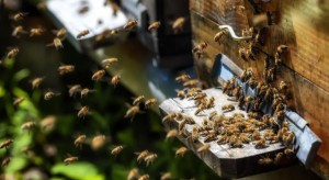 Hodowcy pszczół mają nowy sposób na złodziei - systemy lokalizowania uli