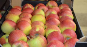 Niepewność co do tegorocznych zbiorów wpłynęła na ceny ubiegłorocznych jabłek