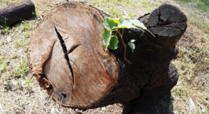 MŚ: Nowe stawki opłat za usunięcie drzew i krzewów