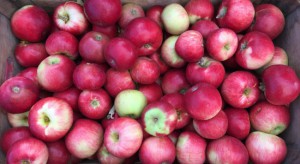 Dynamiczny wzrost cen jabłek po majowych przymrozkach 