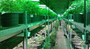 Marihuana lecznicza tylko z importu - ze względu na koszty nadzoru nad uprawą