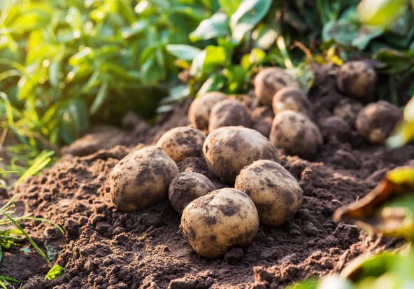 Czechy będą wspierać rozwój produkcji ziemniaków