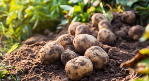 Czechy będą wspierać rozwój produkcji ziemniaków