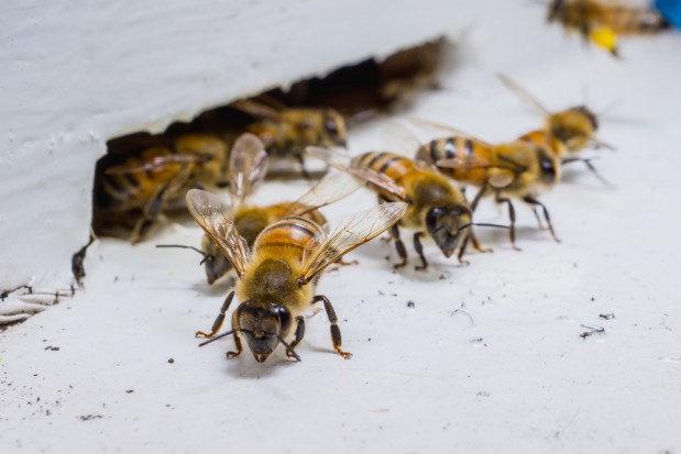 Kolejne badania potwierdziły szkodliwy wpływ neonikotynoidów na pszczoły