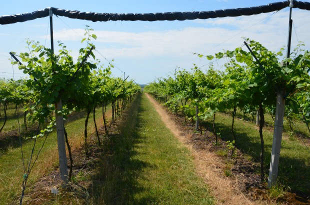 fot. materiały prasowe New Holland Sadownicze ciągniki New Holland w polskiej winnicy (foto)