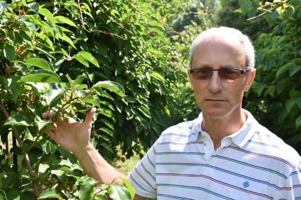 dr hab. Piotr Latocha, z Katedry Ochrony Środowiska Wydziału Ogrodnictwa, Biotechnologii i Architektury Krajobrazu SGGW/ fot. redakcja SadyOgrody.pl Od czego zależy powodzenie w uprawie minikiwi? Kluczowe znaczenie ma agrotechnika (zdjęcia)