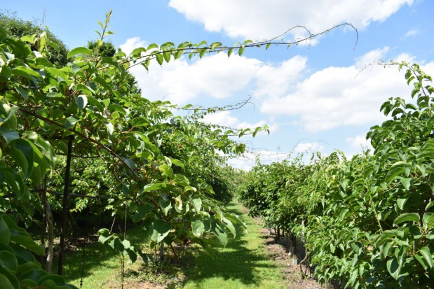 Plantacja minikiwi /fot. redakcja SadyOgrody.pl Od czego zależy powodzenie w uprawie minikiwi? Kluczowe znaczenie ma agrotechnika (zdjęcia)