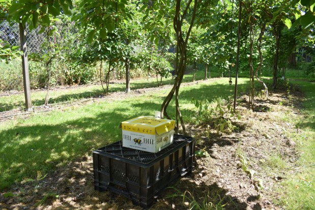 fot. redakcja SadyOgrody.pl Od czego zależy powodzenie w uprawie minikiwi? Kluczowe znaczenie ma agrotechnika (zdjęcia)