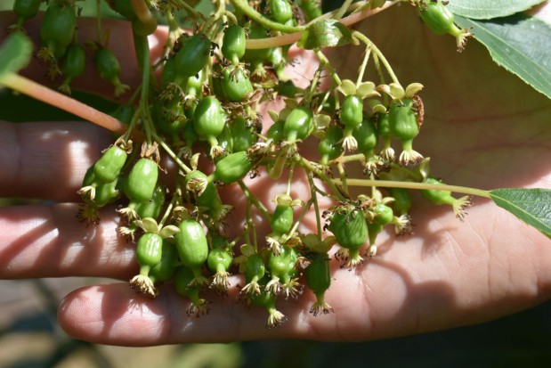 fot. redakcja SadyOgrody.pl Od czego zależy powodzenie w uprawie minikiwi? Kluczowe znaczenie ma agrotechnika (zdjęcia)