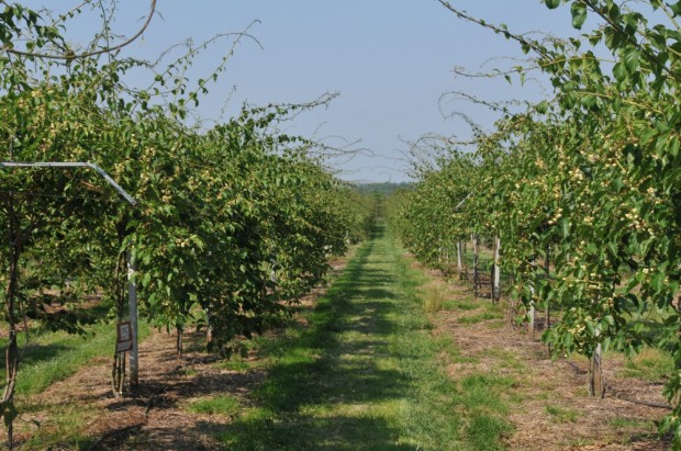 MiniKiwi plantacja towarowa/ fot. dr hab. Piotr Latocha Od czego zależy powodzenie w uprawie minikiwi? Kluczowe znaczenie ma agrotechnika (zdjęcia)