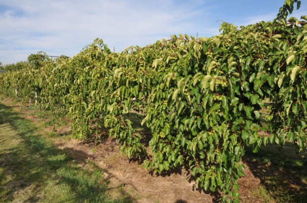 Mini Kiwi na plantacji k. Grójca odm. 'Geneva'/ fot. dr hab. Piotr Latocha Od czego zależy powodzenie w uprawie minikiwi? Kluczowe znaczenie ma agrotechnika (zdjęcia)