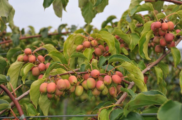 Odmiana 'Weiki'/ fot. dr hab. Piotr Latocha Od czego zależy powodzenie w uprawie minikiwi? Kluczowe znaczenie ma agrotechnika (zdjęcia)