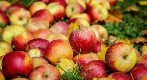 Rekordowe zbiory jabłek w Polsce ciążyły na ich cenach w sezonie 2016/17 - analiza