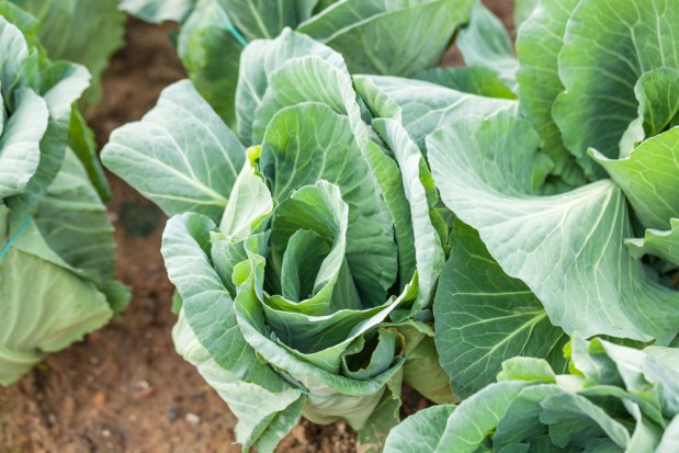 fot. shutterstock.com Błyszczka jarzynówka w kapuście – lustracje plantacji w lipcu