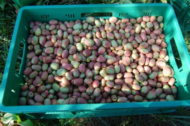 Owoce minikiwi/ fot. redakcja Sadyogrody.pl Od czego zależy powodzenie w uprawie minikiwi? Kluczowe znaczenie ma agrotechnika (zdjęcia)