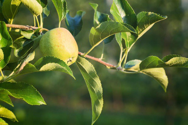 fot. shutterstock.com Dokarmianie wapniem – ważne w bieżącym sezonie